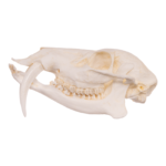 Replica Chinese Water Deer Skull – Male