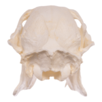 Replica Chinese Water Deer Skull – Male