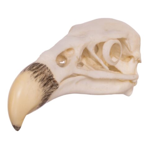 Replica California Condor Skull
