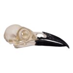 Replica American Crow Skull