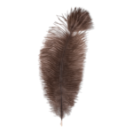 Real Ostrich Feather – Single