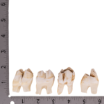 Real Southern Giraffe Tooth – Single