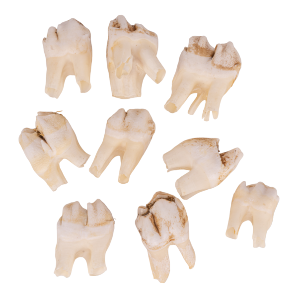 Real Southern Giraffe Tooth – Single