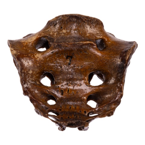 Real Human Sacrum - Antique
