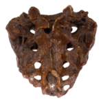 Real Human Sacrum – Antique