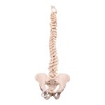 Real Human Spine, Sacrum, and Pelvis – 18.1308 oz