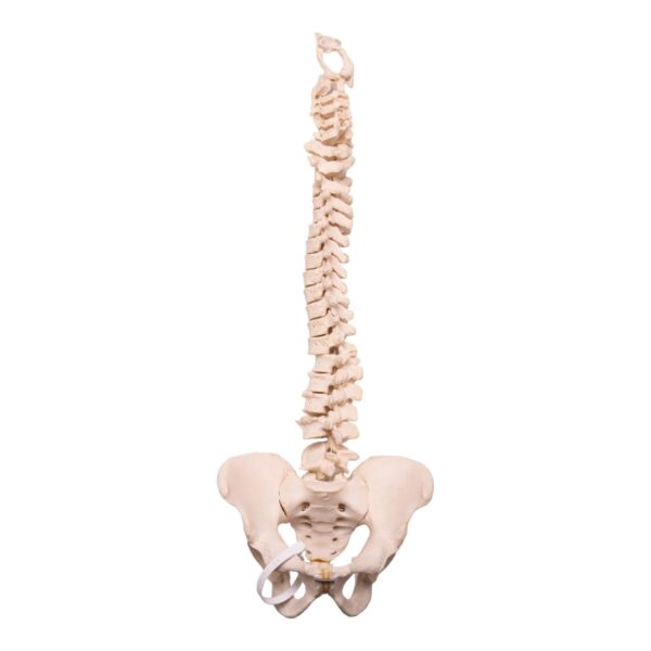Real Human Spine, Sacrum, and Pelvis – 18.1308 oz