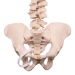 Real Human Spine, Sacrum, and Pelvis – 18.1308 oz