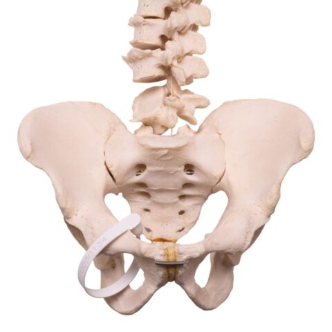 Real Human Spine, Sacrum, and Pelvis - 18.1308 oz