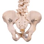 Real Human Spine, Sacrum, and Pelvis – 18.1308 oz