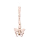 Real Human Spine, Sacrum, and Pelvis – 17.3548 oz