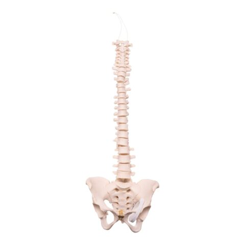 Real Human Spine, Sacrum, and Pelvis - 17.3548 oz