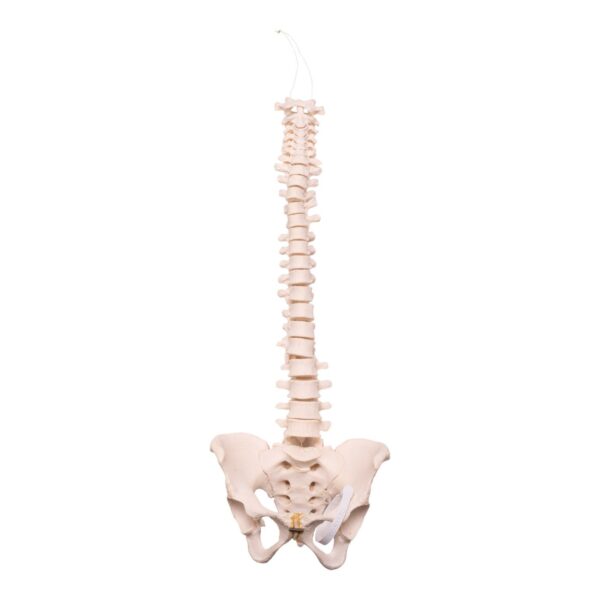Real Human Spine, Sacrum, and Pelvis – 17.3548 oz