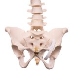 Real Human Spine, Sacrum, and Pelvis – 17.3548 oz