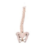 Real Human Spine, Sacrum, and Pelvis – 17.3548 oz