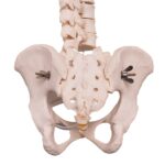 Real Human Spine, Sacrum, and Pelvis – 17.3548 oz
