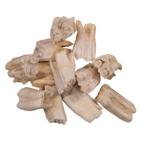 Real Gemsbok Tooth - Single