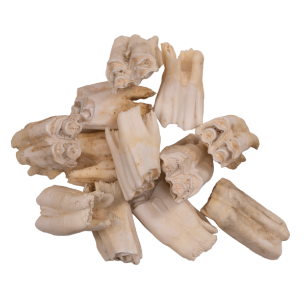 Real Gemsbok Tooth – Single