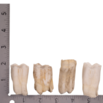 Real Gemsbok Tooth – Single
