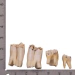 Real Eland Tooth – Single