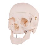 Real Research Quality Human Skull – 16.7199 oz