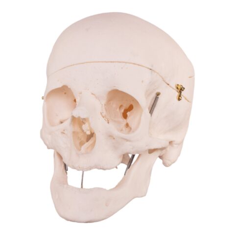 Real Research Quality Human Skull - 16.7199 oz
