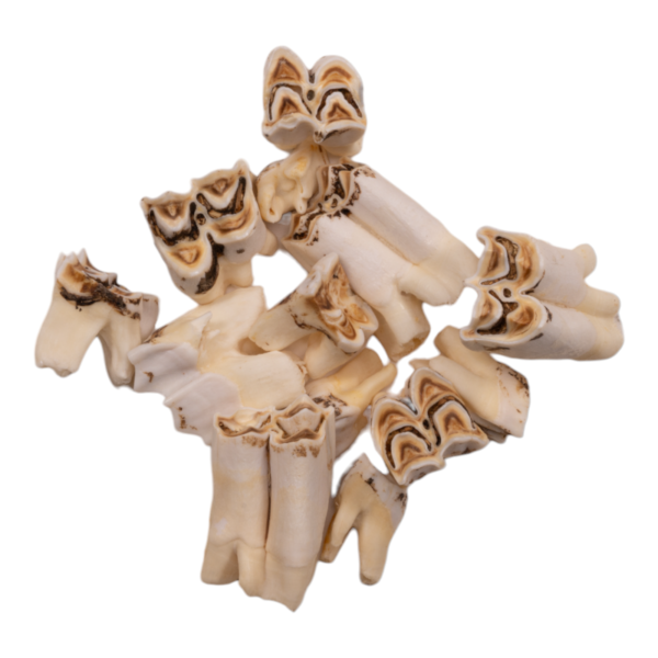 Real Eland Tooth – Single
