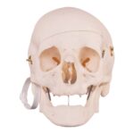 Real Research Quality Human Skull – 16.7199 oz