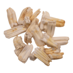 Real Blesbok Tooth – Single
