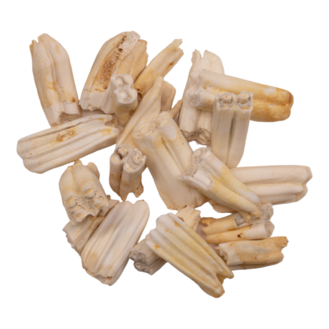 Real Blesbok Tooth - Single