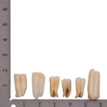 Real Blesbok Tooth – Single