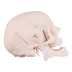 Real Research Quality Human Skull – 16.7199 oz