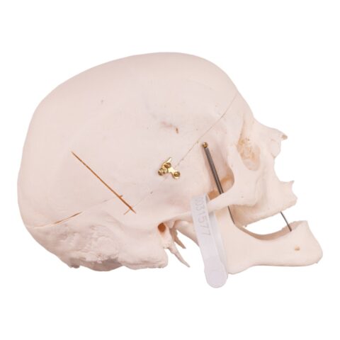 Real Research Quality Human Skull - 16.7199 oz