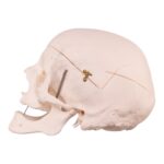 Real Research Quality Human Skull – 16.7199 oz