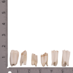 Real Springbok Tooth – Single