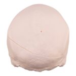 Real Research Quality Human Skull – 16.7199 oz