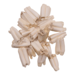 Real Springbok Tooth – Single