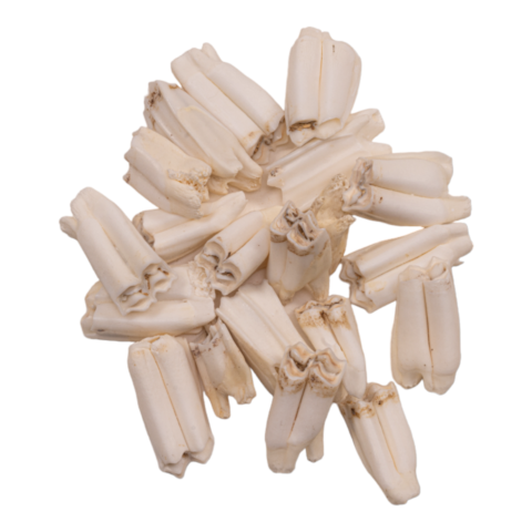 Real Springbok Tooth - Single
