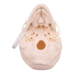 Real Research Quality Human Skull – 16.7199 oz