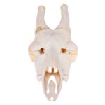 Real Southern Giraffe Skull – Male, No Mandible – 240 oz