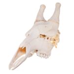 Real Southern Giraffe Skull – Male, No Mandible – 240 oz