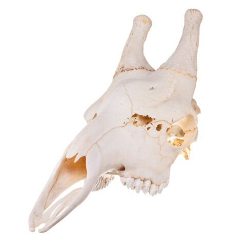 Real Southern Giraffe Skull - Male, No Mandible - 240 oz