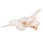 Real Southern Giraffe Skull – Male, No Mandible – 240 oz