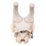 Real Southern Giraffe Skull – Male, No Mandible – 240 oz