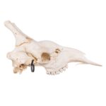 Real Southern Giraffe Skull – Male, No Mandible – 240 oz