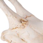 Real Southern Giraffe Skull – Male, No Mandible – 240 oz
