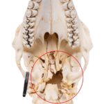 Real Southern Giraffe Skull – Male, No Mandible – 240 oz