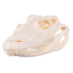 Real American Alligator Skull – 6 to 9 in.