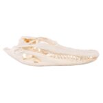 Real American Alligator Skull – 6 to 9 in.