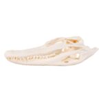Real American Alligator Skull – 6 to 9 in.